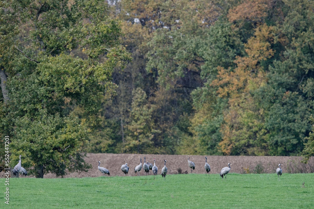 Fototapeta premium grue cendrée - grus grus - gruidés