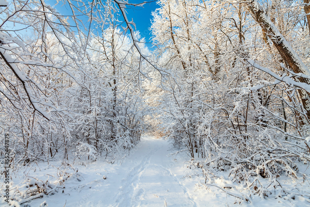 Picturesque snowy trees in a winter atmosphere after snowfall. A path among trees in a snow-covered forest. Winter snow branches of trees, walk path, footprints on the snow and light in perspective. Picturesque snowy trees in a winter atmosphere after snowfall. A path among trees in a snow-covered forest. Winter snow branches of trees, walk path, footprints on the snow and light in perspective.
