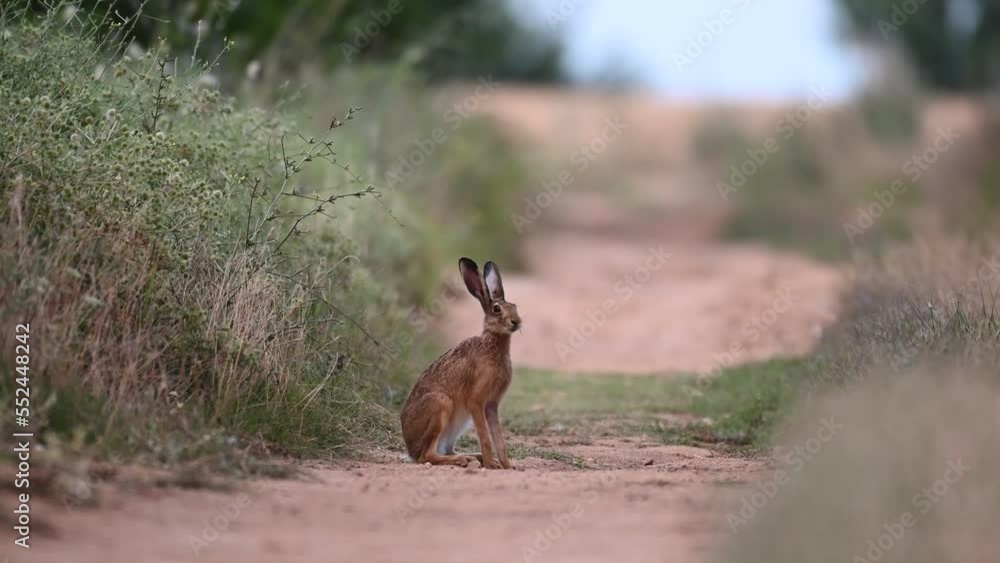European hare Lepus europaeus or brown hare. European hare Lepus europaeus or brown hare.