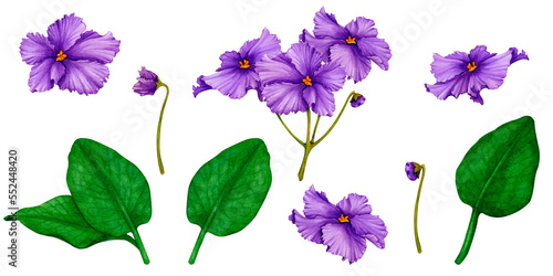 Set of African violets (saintpaulia). Hand watercolor. Collection of illustrations for card design, invitation, greeting, print, logo.Valentine's day, wedding, birthday, anniversary, mother's day, etc