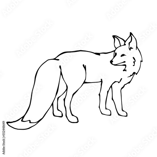 Linear sketch of a wild forest animal fox.Vector graphics.