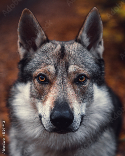 portrait of a wolfdog