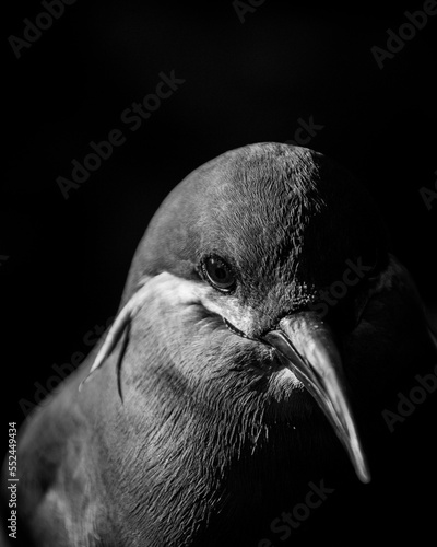 Portrait of an inca tern photo