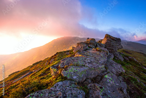 scenic summer dawn floral image, amazing mountains landscape with blooming flowers at morning sunrise, scenic nature scenery, Carpathian mountains, Ukraine