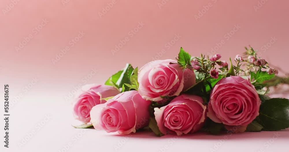 Video of a bunch of pink roses and foliage on pink background with copy space Video of a bunch of pink roses and foliage on pink background with copy space