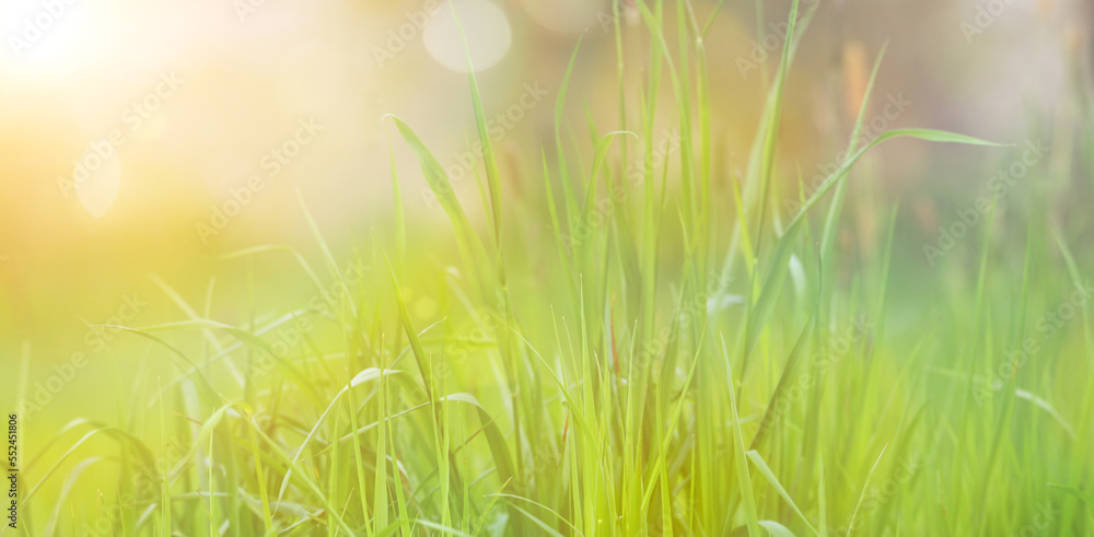 Sunlight is shining through the grass, meadow with sunbeams and fairy lights, spring and summer season Sunlight is shining through the grass, meadow with sunbeams and fairy lights, spring and summer season