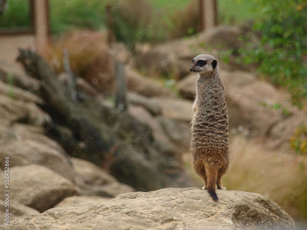 Fototapeta premium Meerkat