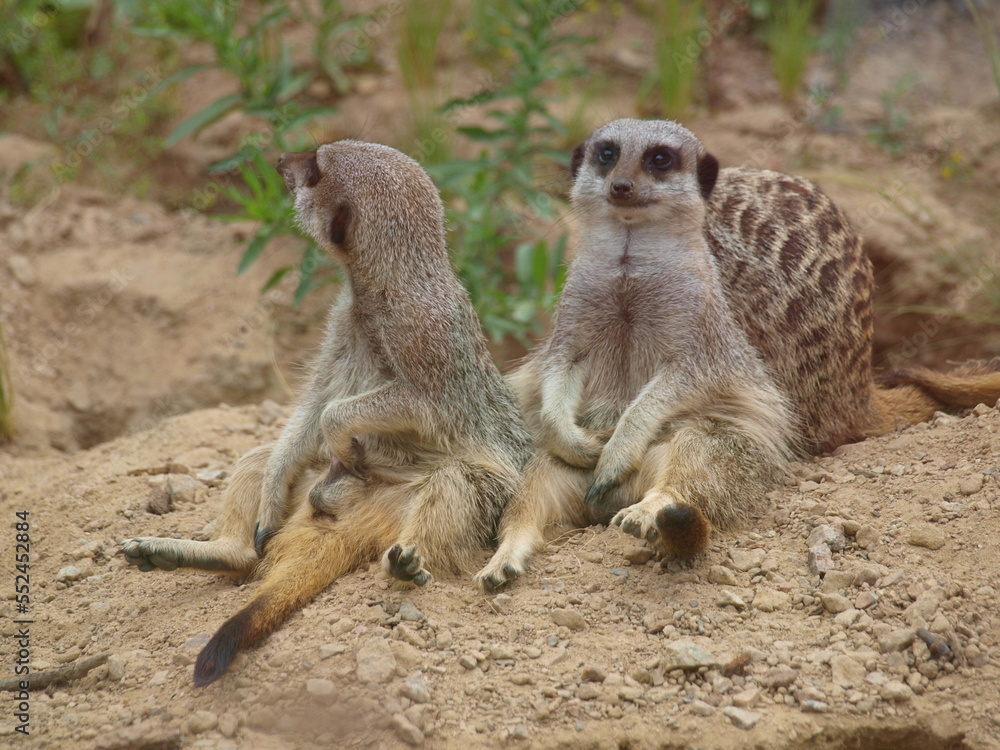 Fototapeta premium Meerkats