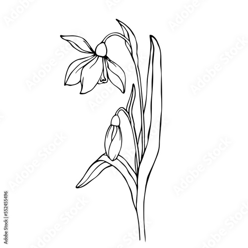 Botanical linear sketch of snowdrop flowers and buds.Vector graphics.