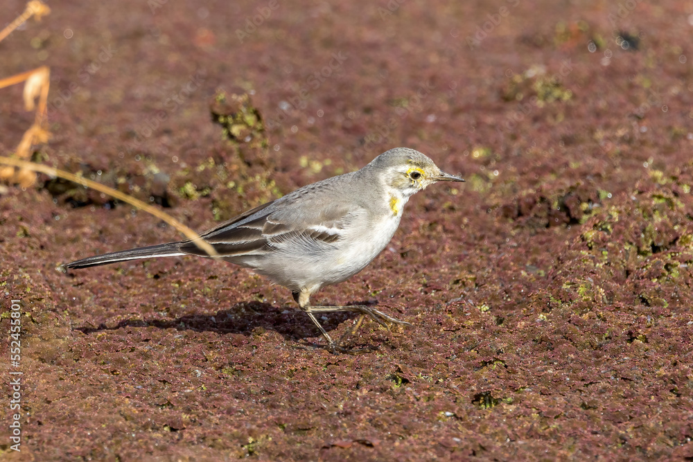 キガシラセキレイの幼鳥 キガシラセキレイの幼鳥