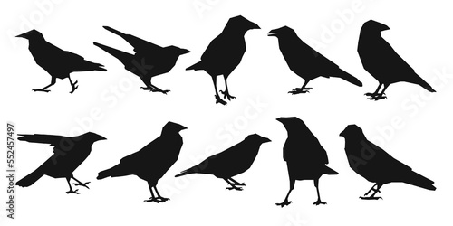 Vector set raven, crow, corvus standing, different pack of bird silhouettes hand draw, isolated vector