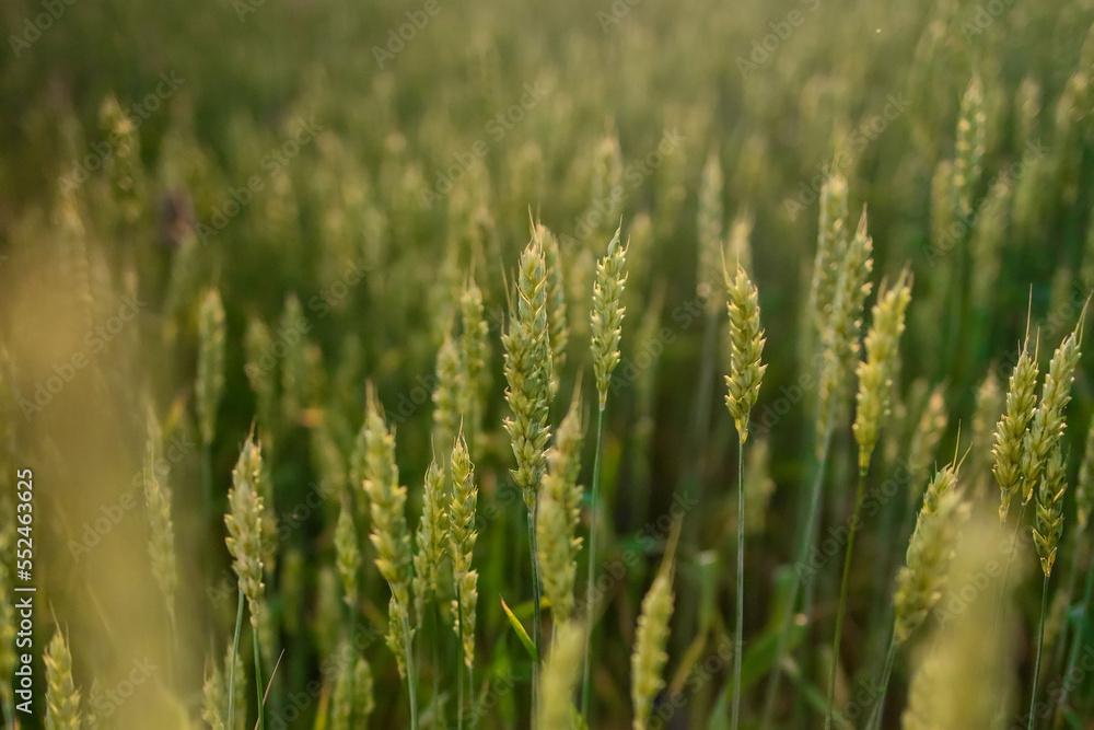 Green ears of wheat at sunset. Unripe crop. Agriculture. Cultivation of wheat Green ears of wheat at sunset. Unripe crop. Agriculture. Cultivation of wheat