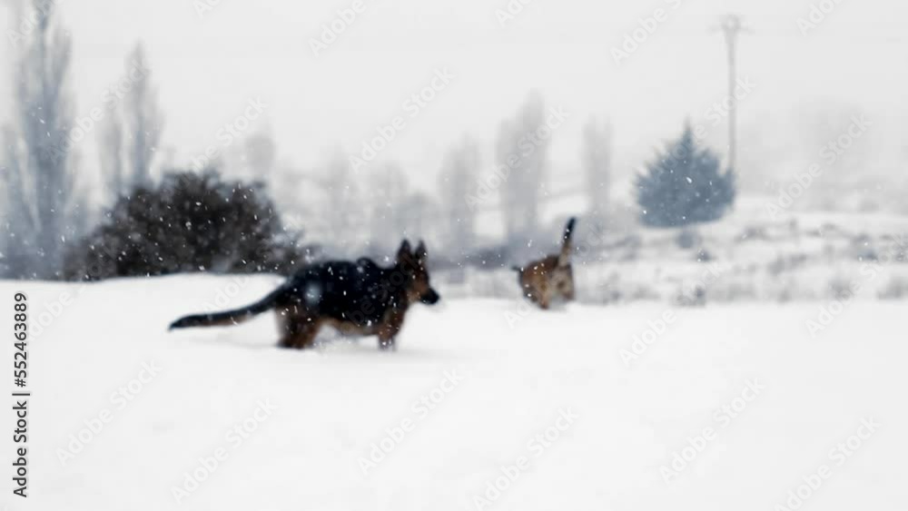 video of couple of dogs playing in the snow in the snowy countryside with the snowy landscape while snowing video of couple of dogs playing in the snow in the snowy countryside with the snowy landscape while snowing