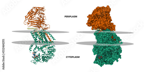 фотографія Structure of bacterial cellulose synthase with cyclic-di-GMP bound