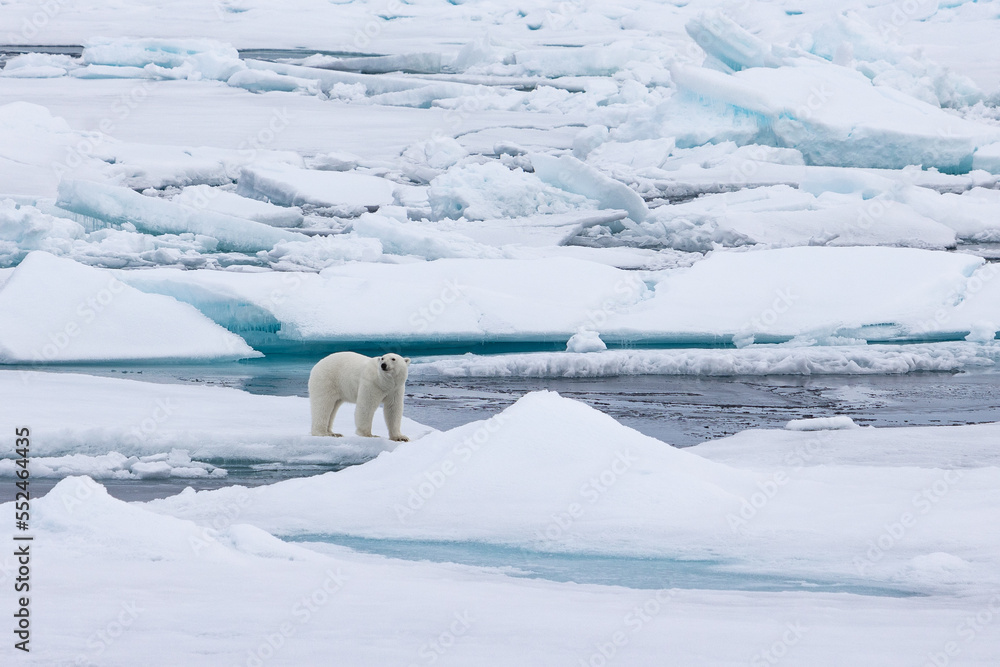 polar bear on the ice polar bear on the ice