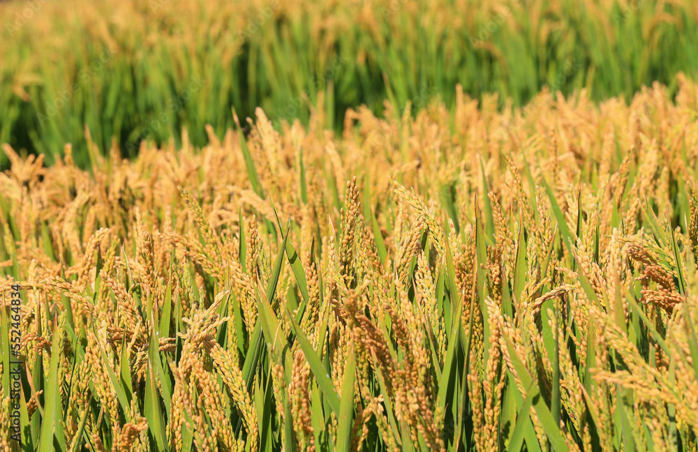 Fototapeta premium The growing rice is in the farmland