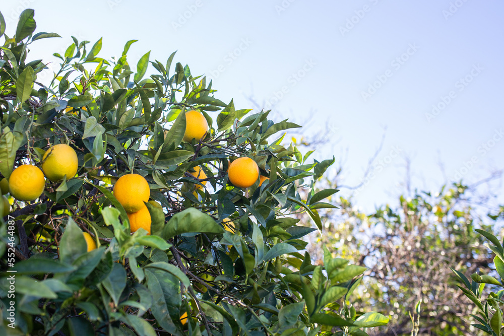 orange tree with fruits