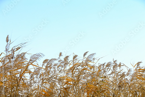 Yellow reeds, against the background of the sky photo