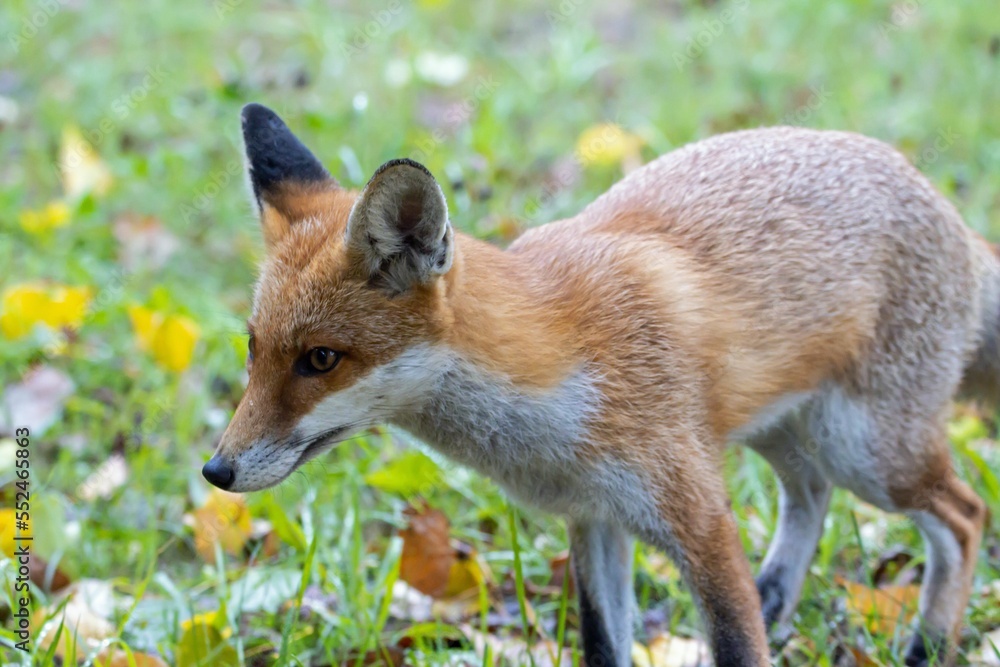 Red fox, Vulpes vulpes Red fox, Vulpes vulpes
