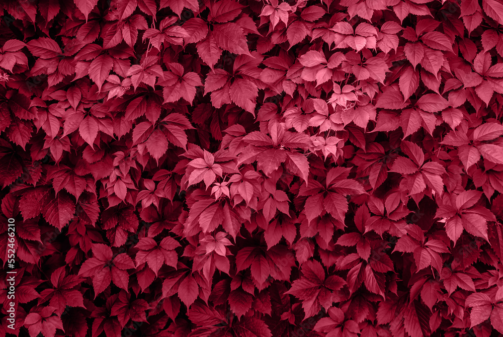 Viva Magenta grape leaves on the wall close-up. Wild grapes monochrome background. Color of the year 2023. Viva Magenta grape leaves on the wall close-up. Wild grapes monochrome background. Color of the year 2023.