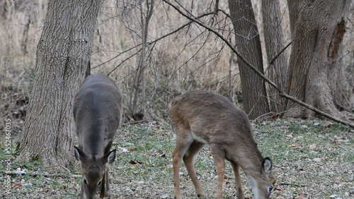 Little button buck and his does