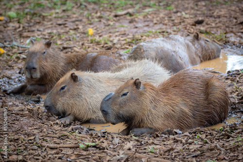 Family of capybaras lying in the mud puddle relaxing and cooling off from the tropical heat © Adilson