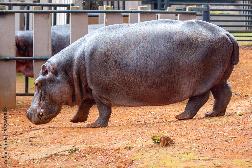Hippopotamus isolated out of the water in selective focus Hippopotamus isolated out of the water in selective focus