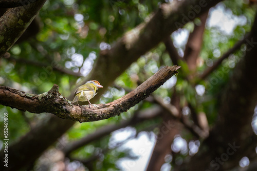 Typical tropic bird known as "pitiguari" (Cyclarhis gujanensis) in selective focus.