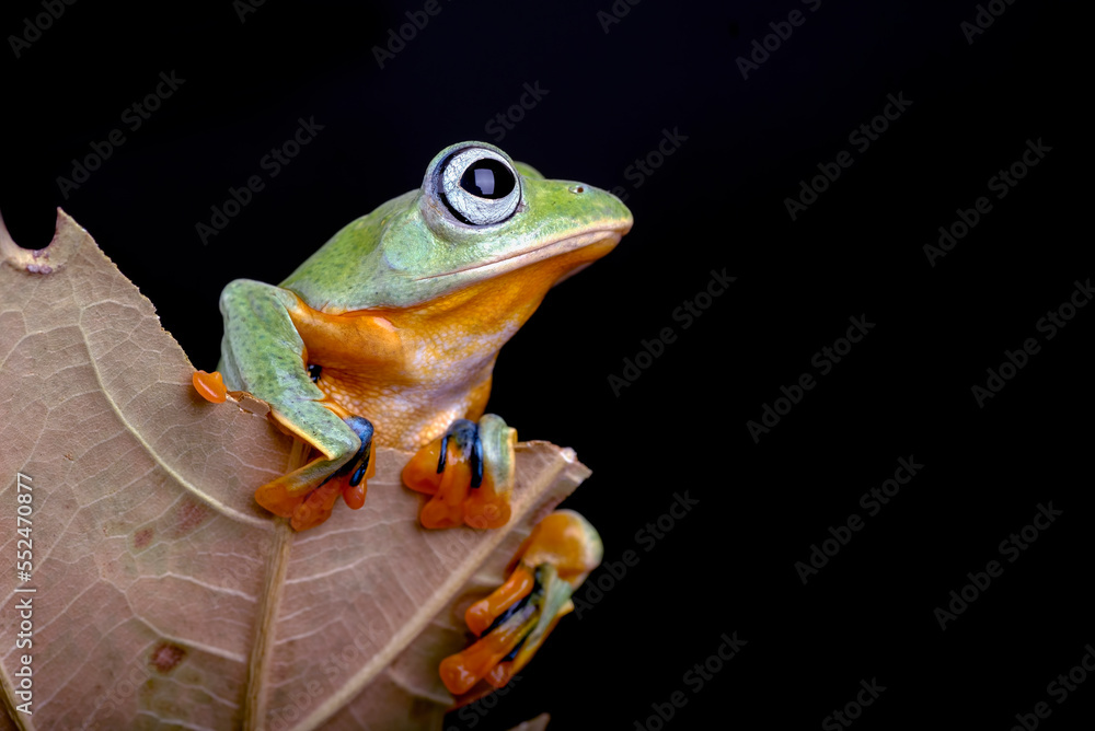Black webbed tree frog among dry leaves Black webbed tree frog among dry leaves