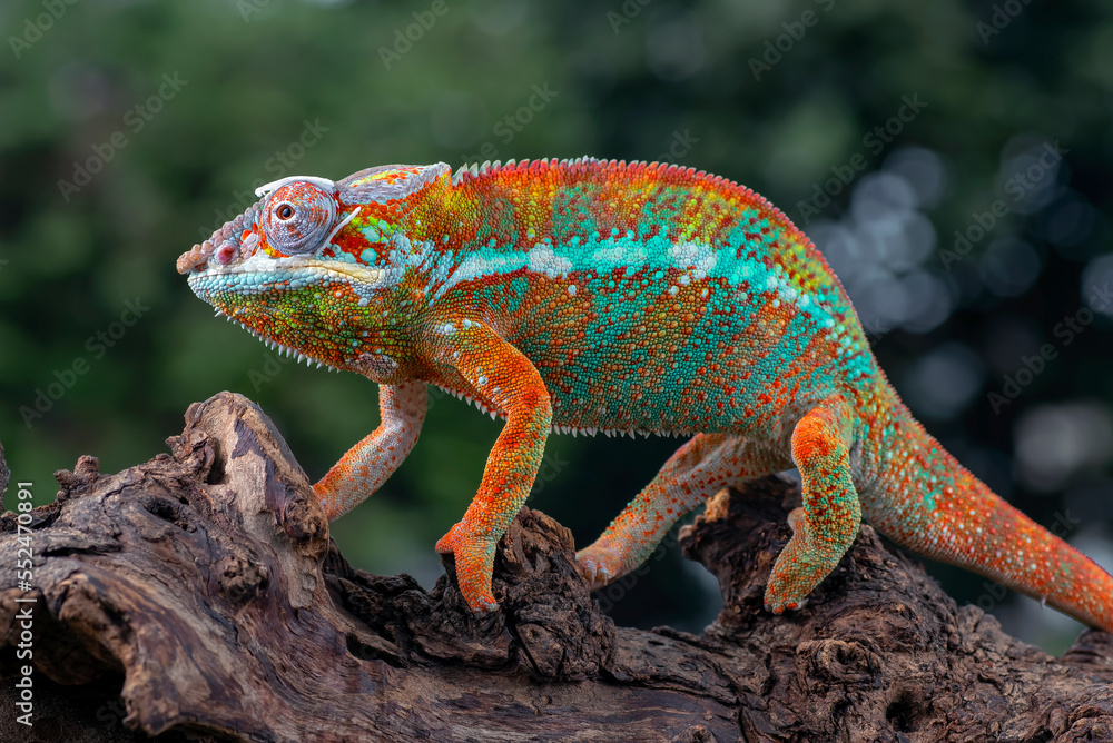 Fototapeta premium The panther chameleon (Furcifer pardalis) on a tree branch