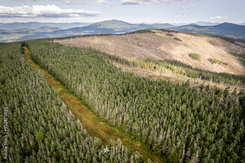 Logging clearcut in woods along Maine and Quebec border