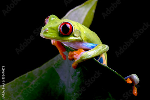 Close up photo of red-eyed tree frog on a leaf