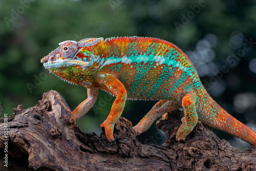 The panther chameleon (Furcifer pardalis) on a tree branch