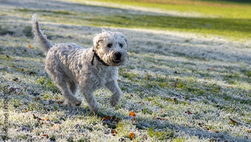 Fototapeta Naklejka Na Ścianę i Meble -  A happy soft coated wheaten terrier dog playing in a field in the United Kingdom with a smile during sunrise with warm tones