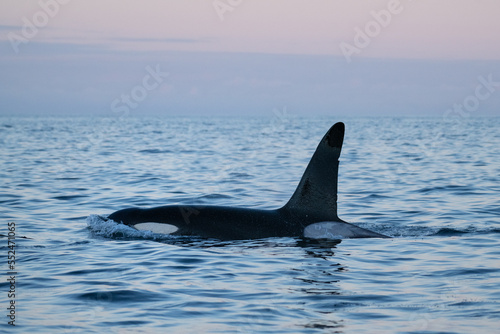 Male killer whale - orca (Orcinus orca), Lofoten Islands, Norway