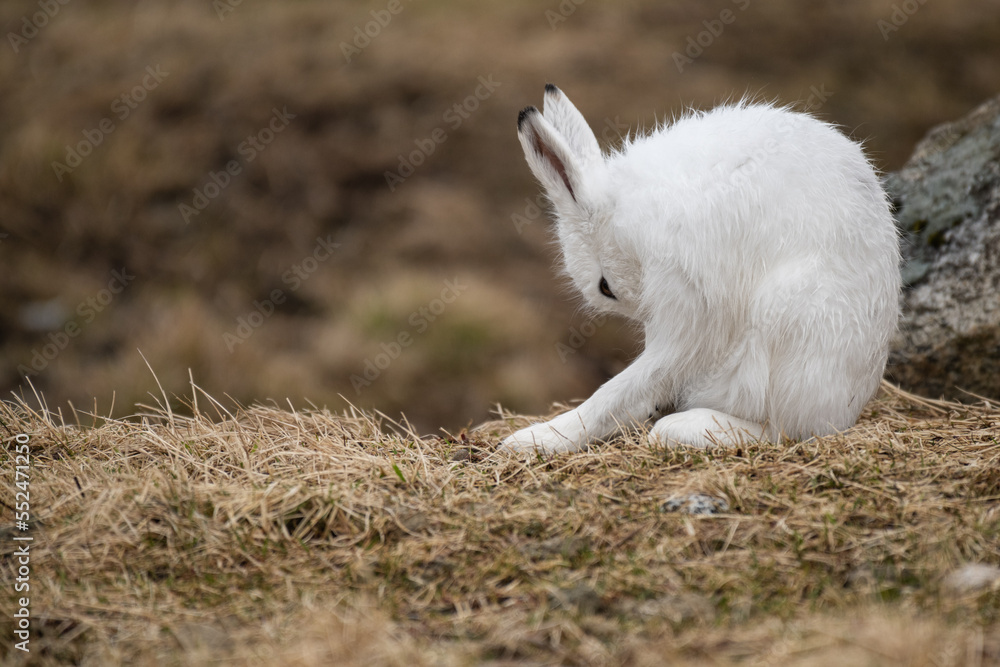Mountain Hare (Lepus timidus), Lofoten Islands, Norway Mountain Hare (Lepus timidus), Lofoten Islands, Norway
