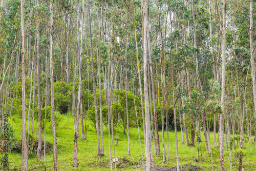 wood in la calera, cundinamarca , colombia  photo