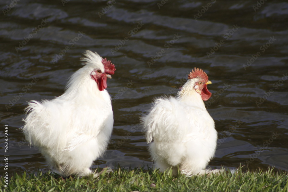 Naklejka premium CHICKEN IN THE LAKE
