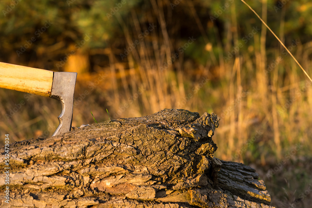 Góralska ciupaga ( rodzaj topora bojowego) wbita w pień ściętego drzewa leżący w lesie jesienią , podczas zachodu słońca . - obrazy, fototapety, plakaty 