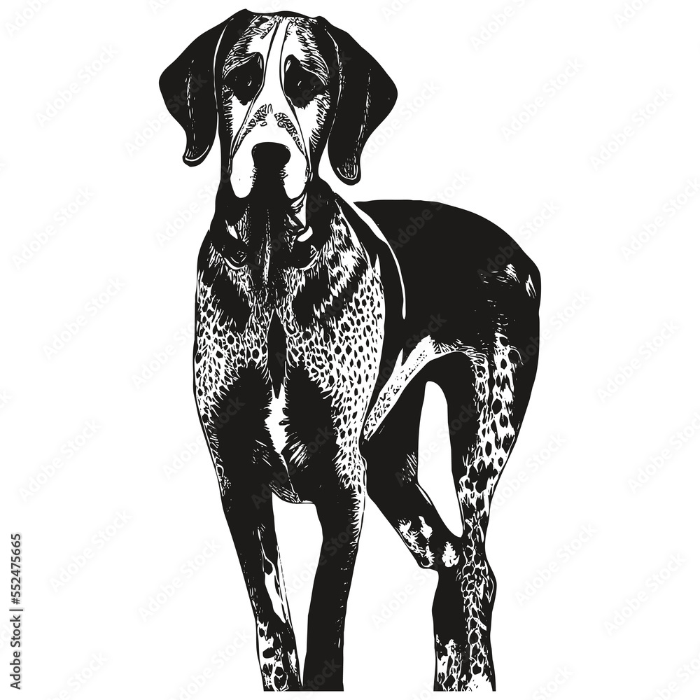 Pointer German Shorthaired hand drawn vector clip art ,black and white ...
