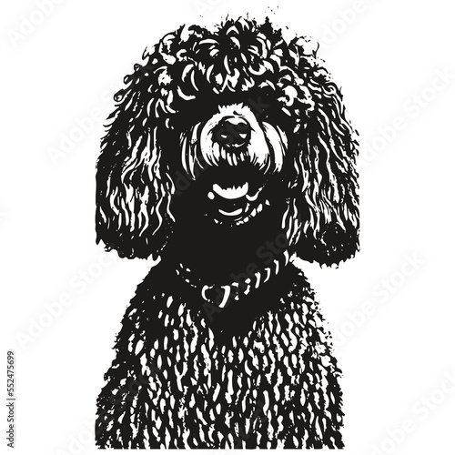 Poodle clip art vector hand drawn ,black and white drawing of dog