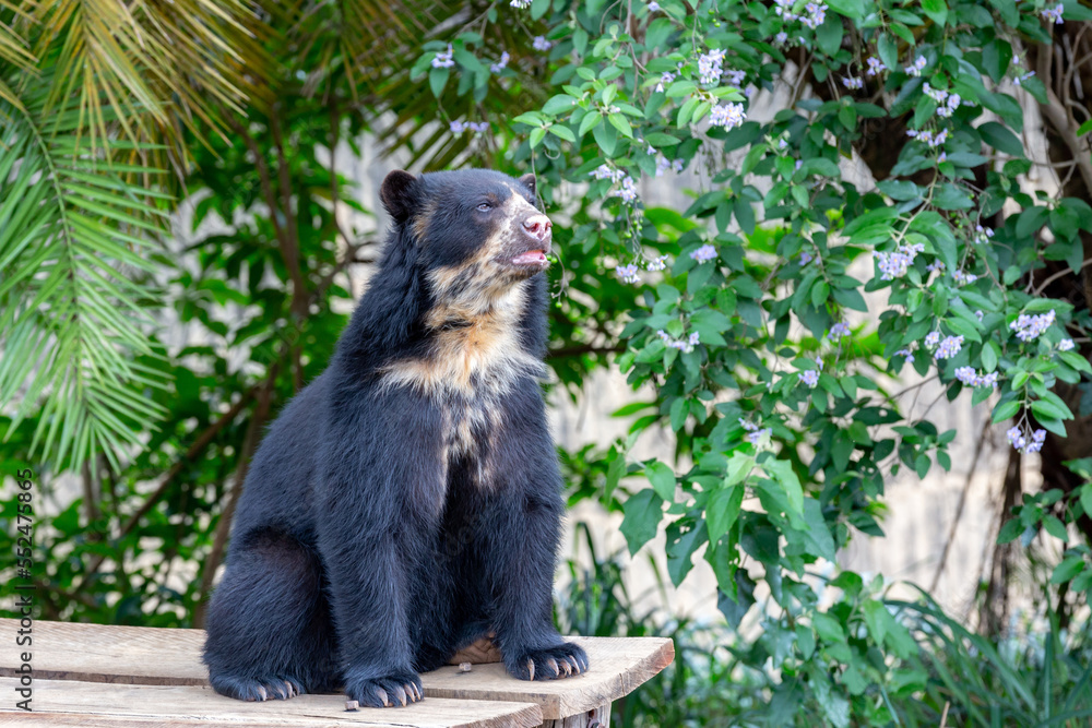 Great Spectacled bear (Tremarctos ornatus) sitting on wooden dais in selective focus Great Spectacled bear (Tremarctos ornatus) sitting on wooden dais in selective focus