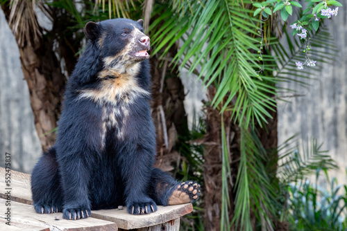 Spectacled bear (Tremarctos ornatus) sitting on wooden dais in selective focus.