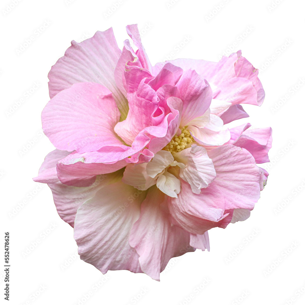 Pink hibiscus mutabilis flower isolated on transparent background Pink hibiscus mutabilis flower isolated on transparent background