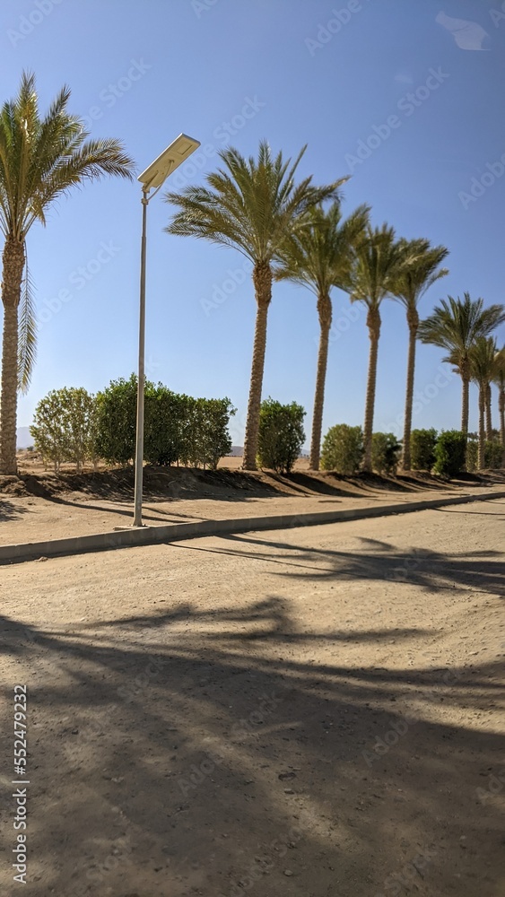 Fototapeta premium palm tree road 