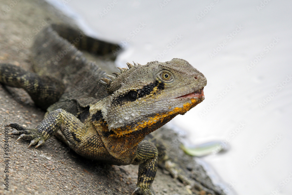 Water dragon lizard reptile sitting on a rock Water dragon lizard reptile sitting on a rock