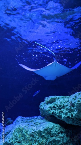 electric stingray floats in water
