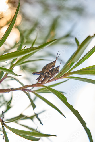 Fotografía interesante insecto