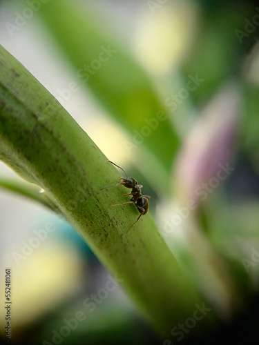 ant on a leaf © Людмила Савчук