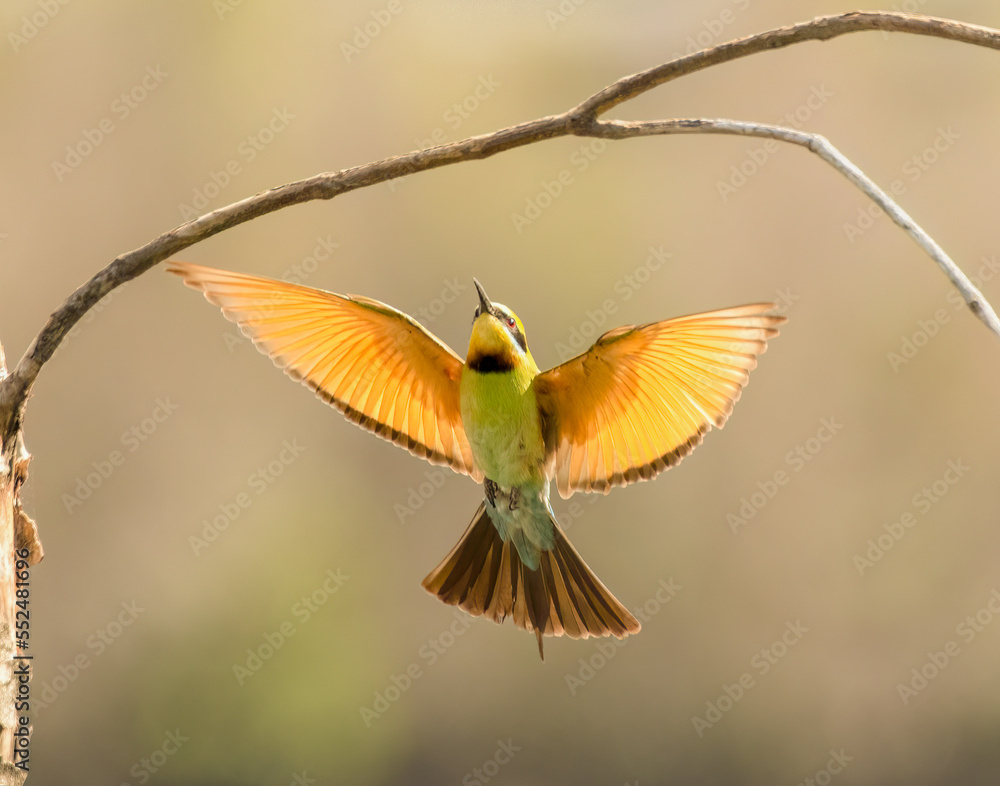 Rainbow bee-eater (merops-ornatus ) in flight approaching its landing perch, with a diffused background.  